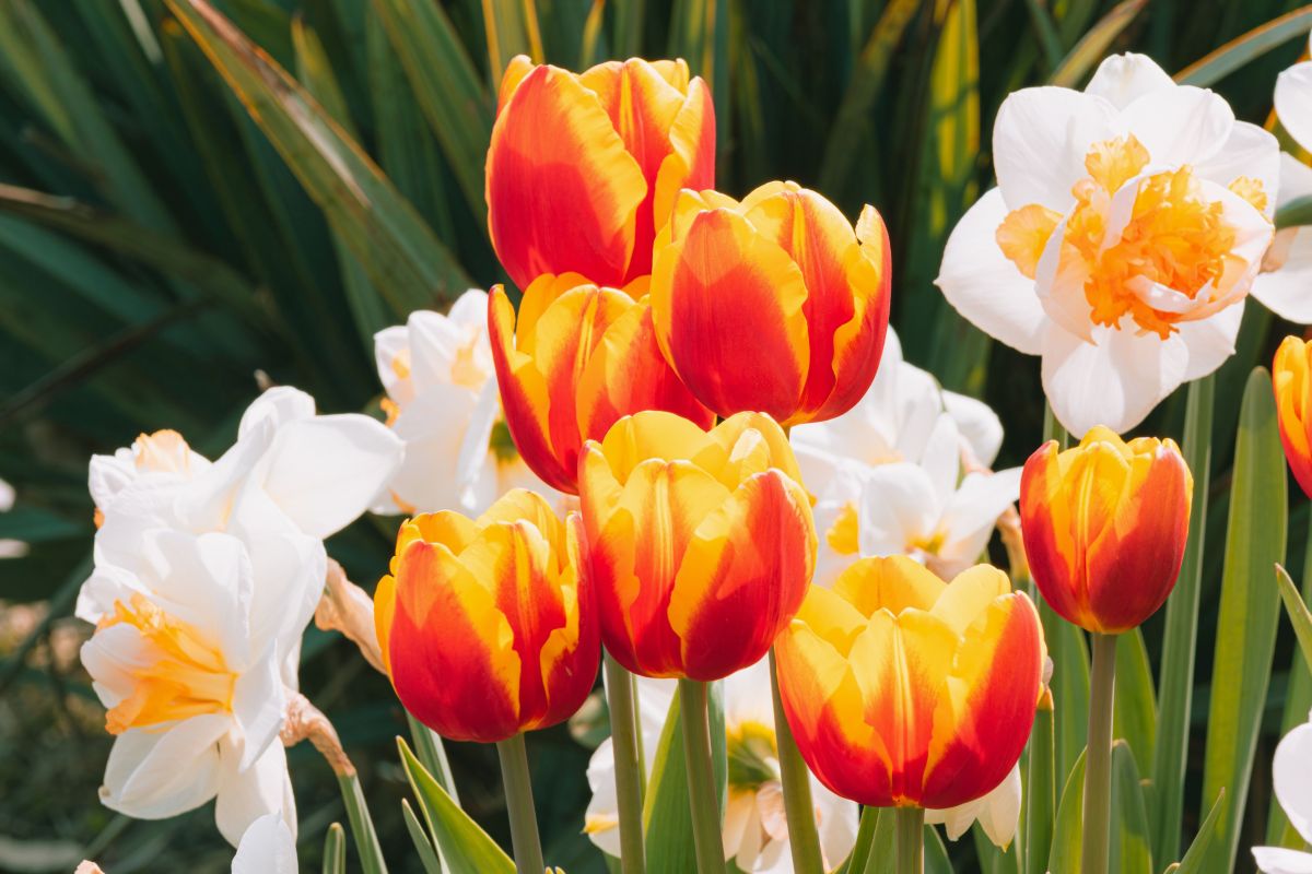 jarné cibuľoviny - tulipány, narcisy